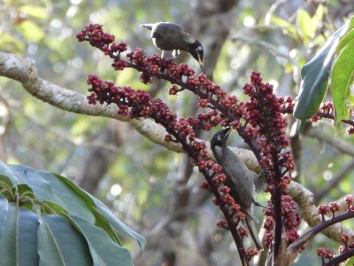 Bridled Honeyeater