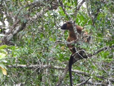 Tree Kangaroo