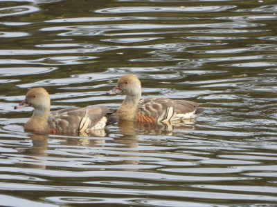 Plumed Whistling-Duck