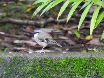 Grey-headed Robin