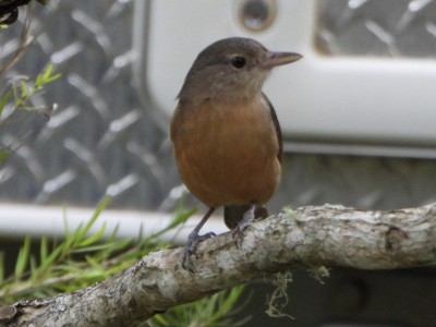 Little Shrike-thrush?