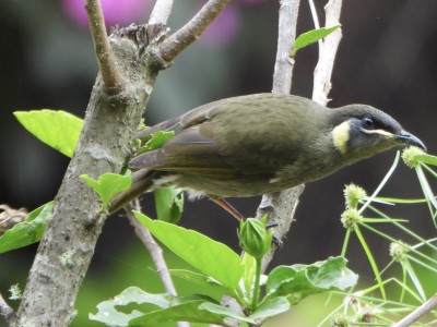 Lewin's Honeyeater