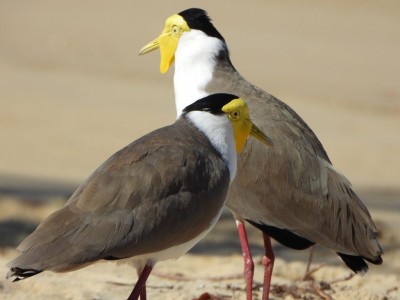 Masked lapwings