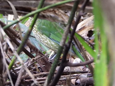 Green Catbird