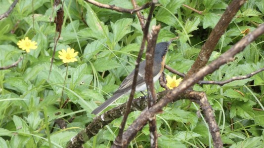 Female Flycatcher (species ??)