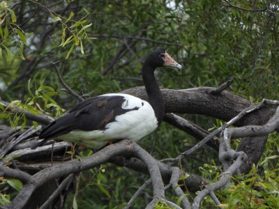 Magpie Goose