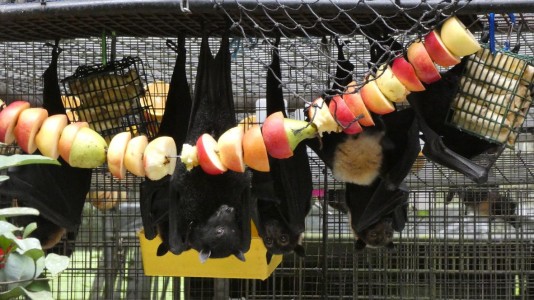 Fruit Bats