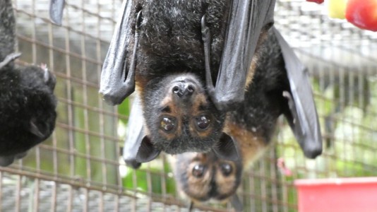 Fruit Bats