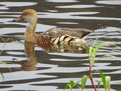 Plumed Whistling-Duck