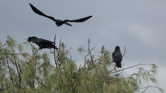 Red-tailed Black Cockatoos