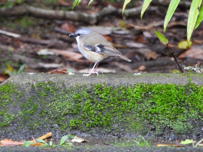 Grey-headed Robin