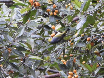 Silvereye