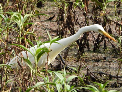 Intermediate Egret