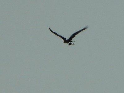 Osprey with fish