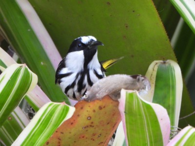 White-cheeked Honeyeater