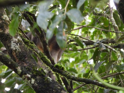 Obscured Tree Kangaroo