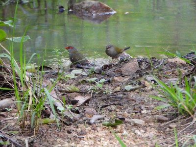 Red-browed Firetail