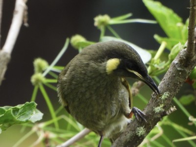 Lewin's Honeyeater