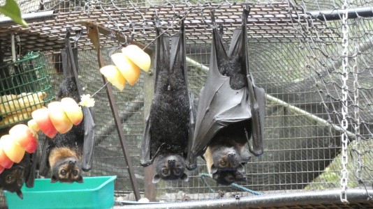 Fruit Bats