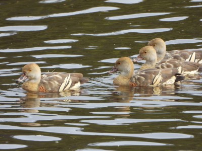 Plumed Whistling-Duck