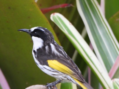 White-cheeked Honeyeater