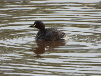 Australasian Grebe