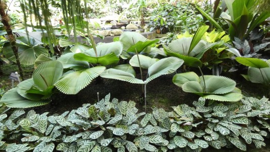 Cairns Botanic Gardens