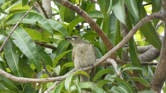 White-gaped Honeyeater