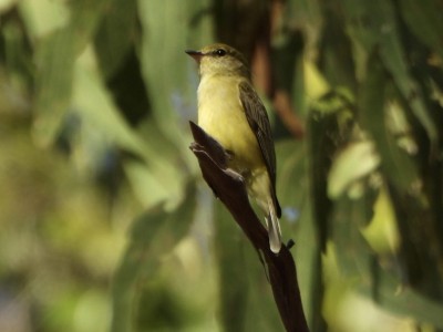 Gerygone SP?