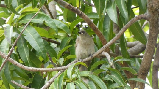 White-gaped Honeyeater