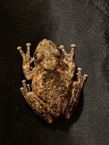 Roth's Tree Frog in the shower block