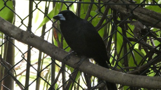 Cairns Botanic Gardens - Black Butcherbird