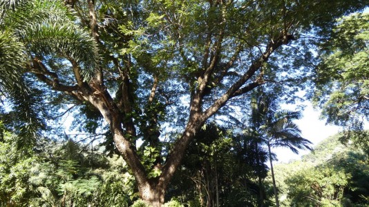 Epiphytes Lake Placid Park