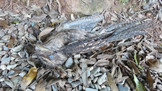 Dead Frogmouth Lake Placid Park