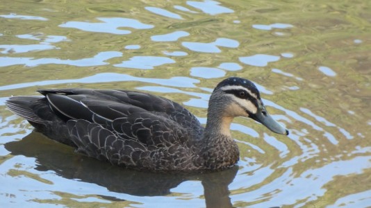 Black Duck