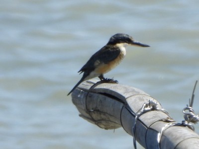 Sacred Kingfisher