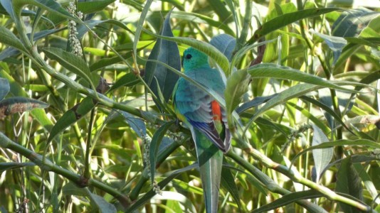 Red-rumped Parrot