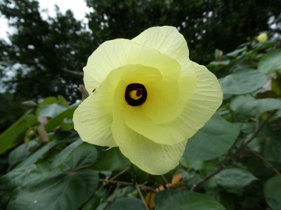 Sea Hibiscus Flower