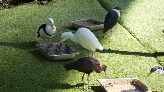 Bird House Kuranda