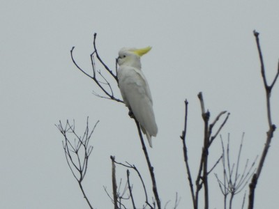 Sulphur-crested Cockatoo