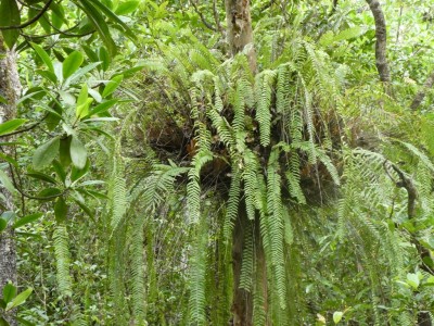 Epiphytes