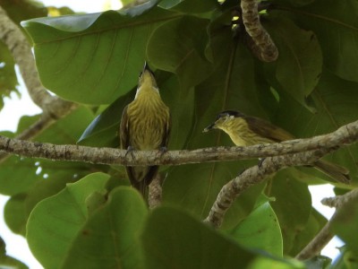 Varied Honeyeater