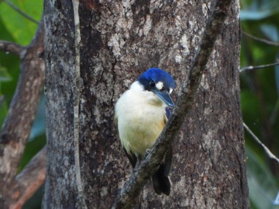 Forest Kingfisher