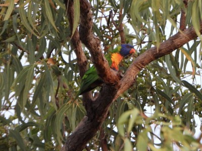 Rainbow Lorikeet