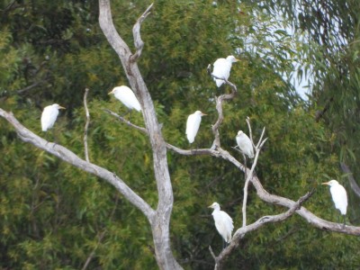 Cattle Egrets