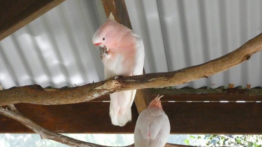 Bird House Kuranda