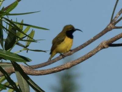 Olive-backed Sunbird