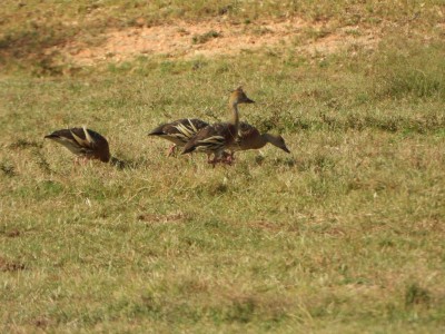 Plumed Whistling-ducks