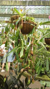 Cairns Botanic Gardens - Pitcher Plant