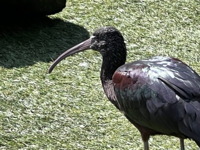 Bird House Kuranda